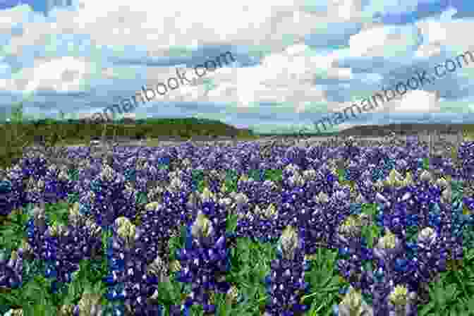 A Field Of Bluebonnets In Full Bloom, Creating A Vibrant Blue Carpet Across The Texas Hill Country Landscape. Where The Bluebonnets Grow Celly Monteiro