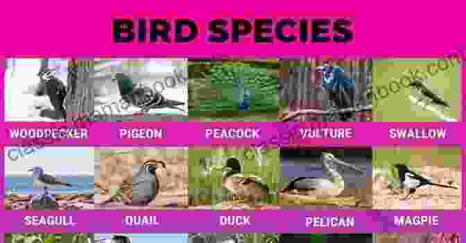 A Group Of Birds, Including A Hummingbird, Parrot, Eagle, And Owl Let S Classify Animals Children S Science About How To Classify Different Groups And Species Of Animals Grades 2 3 Leveled Readers My Science Library (24 Pages)