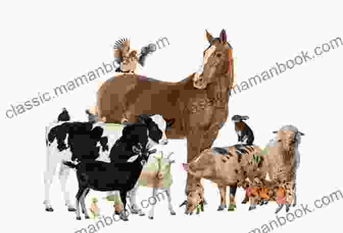 A Group Of Mammals, Including A Dog, Cat, Horse, And Cow Let S Classify Animals Children S Science About How To Classify Different Groups And Species Of Animals Grades 2 3 Leveled Readers My Science Library (24 Pages)
