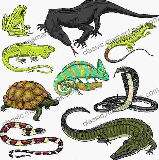 A Group Of Reptiles, Including A Snake, Lizard, Crocodile, And Turtle Let S Classify Animals Children S Science About How To Classify Different Groups And Species Of Animals Grades 2 3 Leveled Readers My Science Library (24 Pages)