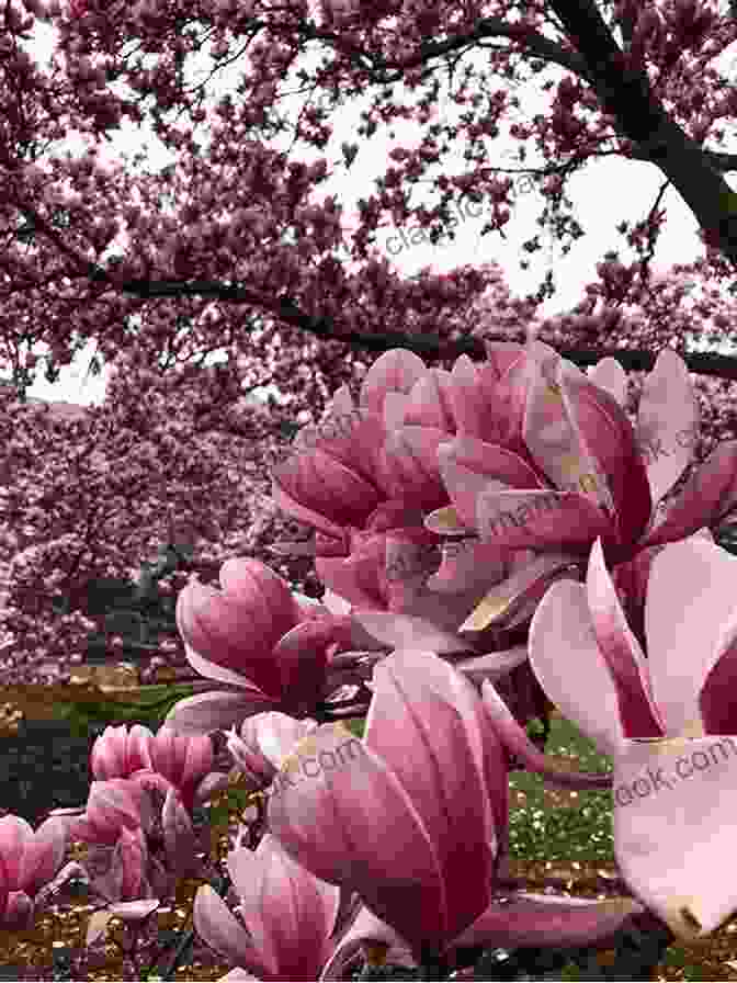 A Magnolia Tree In Full Bloom In South Carolina Mutts Magnolias (South Carolina Sunsets 9)