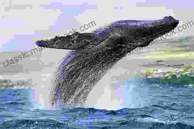 A Majestic Whale Breaches The Surface Of The Ocean, Its Powerful Tail Sending Up A Spray Of Water Poetry With Songs: Poetry Collection For A Journey Into Beauty