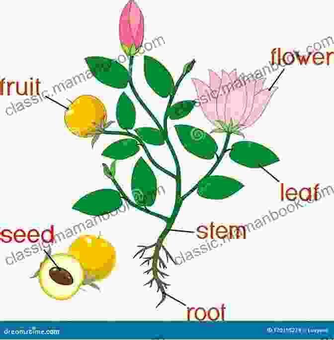 Diagram Of Plant Structures, Including Roots, Stems, Leaves, Flowers, And Fruits Botany For Gardeners Brian Capon