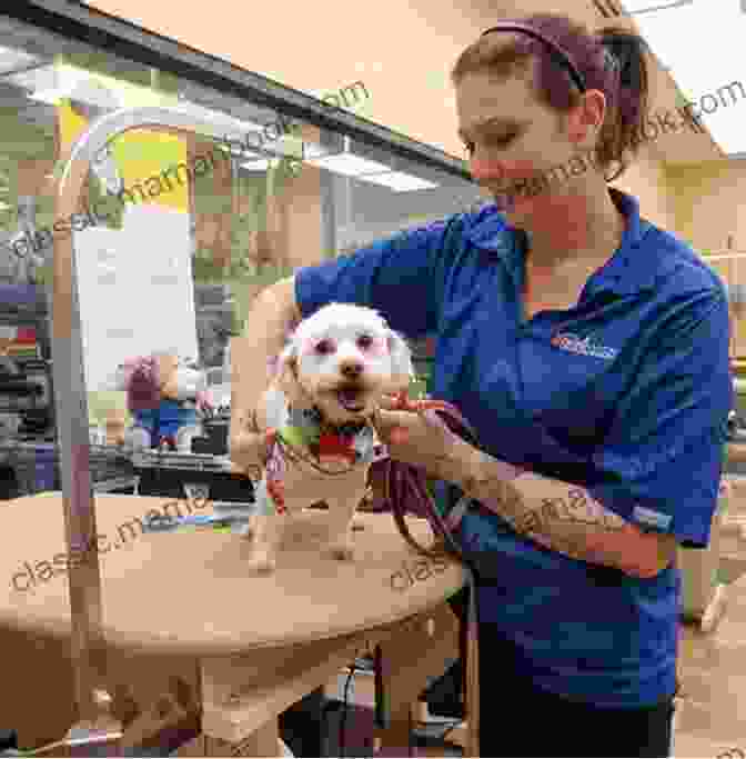 Image Of A Dedicated Pet Grooming Salon With Skilled Groomers Tending To Adorable Dogs And Cats, Ensuring Their Comfort And Well Being Profitable Small Offline Business Ideas: Ways On How The Small Businesses Utilize An Online And An Offline Marketing Strategies